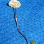 Collared Parachute mushroom