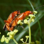 Mating Cantharid soldier beetles