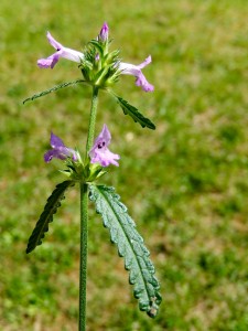 Betony, Stachys officinalis