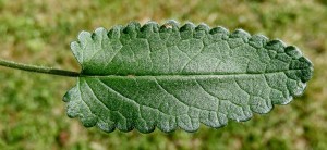 Lower leaf of Betony