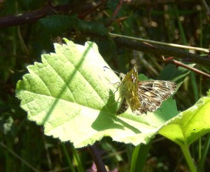 Mallow Skipper, a rewarding insect to find