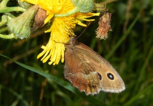 Dryad on Smooth Sow-Thistle