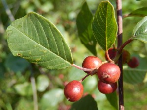 Alder Buckthorn