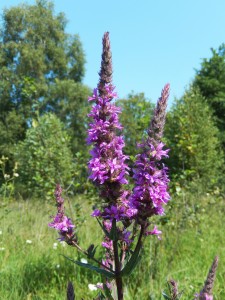 Purple Loosestrife at Tourbieres de Vendoire