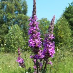 Purple Loosestrife at Tourbieres de Vendoire