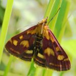 A micro moth, Pyrausta purpuralis