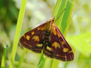 Pyrausta purpuralis, a handsome micro-moth in the Pyralid family