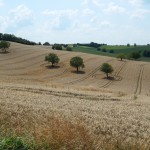 Trees preserving old field boundaries near Vendoire. Much of the chalk grassland is now arable