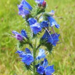 Viper's Bugloss, a characteristic plant of chalk