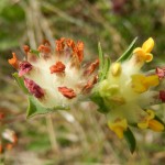 Horseshoe Vetch, on limestone