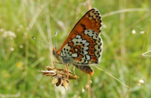 Glanville Fritillary