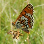 Glanville Fritillary