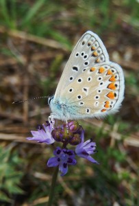Common Blue on Autumn Squill at Plateau d'Argentine