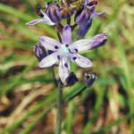 Autumn Squill Scilla autumnalis