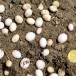 Snake's eggs, probably Grass Snake