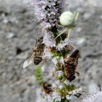 Crab Spider with captured tabanid flies, Tabanus bovinus