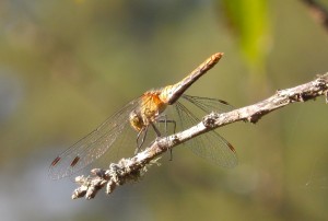  Immature male Common Darter on Cherry twig