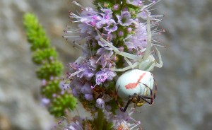 Crab Spider: male on female on mint flowerhead