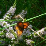 Gatekeeper on garden mint