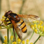Volucella inanis, a large handsome Syrphid hoverfly on Fennel