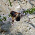 Leucozona leucorum, a large black-and-white Syrphid hoverfly