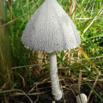 Coprinus niveus snowy inkcap