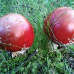 Two finely globular Fly Agaric, Amanita muscaria