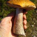 Orange Birch Bolete, in hand, a delicious mushroom fresh or dried