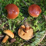 A species of Suillus under Scots Pine. It resembles the Larch Bolete, S. grevillei