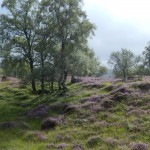 Sunlight streaming through downy birch and purple heather