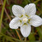 Grass of Parnassus, Parnassia palustris at Creag Meagaidh NNR