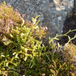 Lycopodium clavatum, Stagshorn Clubmoss