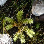 Firtree Clubmoss