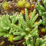 Alpine Clubmoss