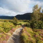 Evening sunshine on Creag Meagaidh NNR regenerating forest