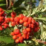 Rowan fruits. The tree is also called the 'Mountain Ash'