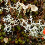 Ground-living lichens including the spectacular red Cladonia floerkana and other species of Cladonia