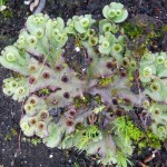 The common liverwort Marchantia polymorpha apparently happy up on the moor, perhaps brought on someone's boot