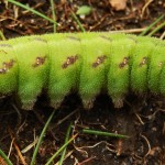 Narrow-Bordered Bee Hawk Moth Caterpillar at Insh Marshes NNR