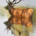 Stag preparing for the autumn rut, antlers decorated with weed. Richmond Park's Pen Ponds