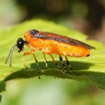 Gooseberry Sawfly: possibly unwelcome to many gardeners, but beautiful nonetheless