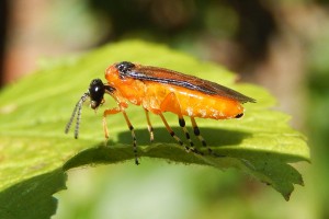 Gooseberry Sawfly: possibly unwelcome to many gardeners, but beautiful nonetheless