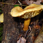 Sulphur Knight Tricholoma sulphureum