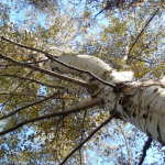 Silver Birch, late autumn