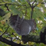 Grey Squirrel with Sycamore fruits
