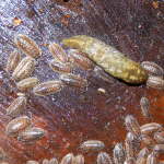 Woodlice and leopard slug under damp log