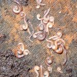 Mass of millipedes under damp log