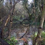 Nicely flooded Mangrove Swamp, Gunnersbury Triangle