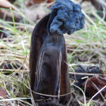 Elfin Saddle, Helvella lacunosa