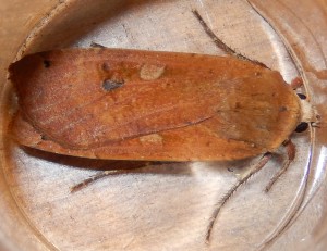 Least Yellow Underwing Moth, Noctua interjecta